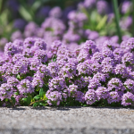 creeping thyme