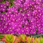 ice plant