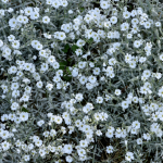 snow in summer