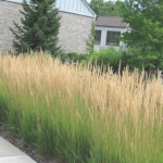 feather reed grass (calamagrostis)