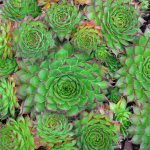 hens and chicks (sempervivum)