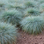 little bluestem grass