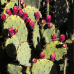 prickly pear cactus