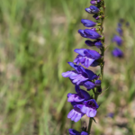 rocky mountain penstemon