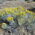 rubber rabbitbrush